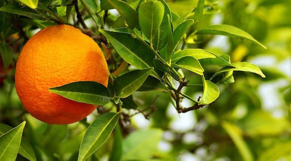 تصویر 3 از فروش نهال نارنج ابلق + قیمت خرید به صرفه